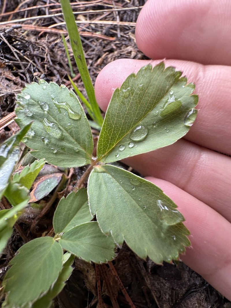 Cascades Strawberry photo 8