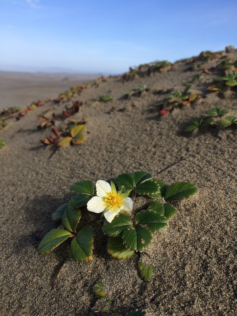 Beach Strawberry