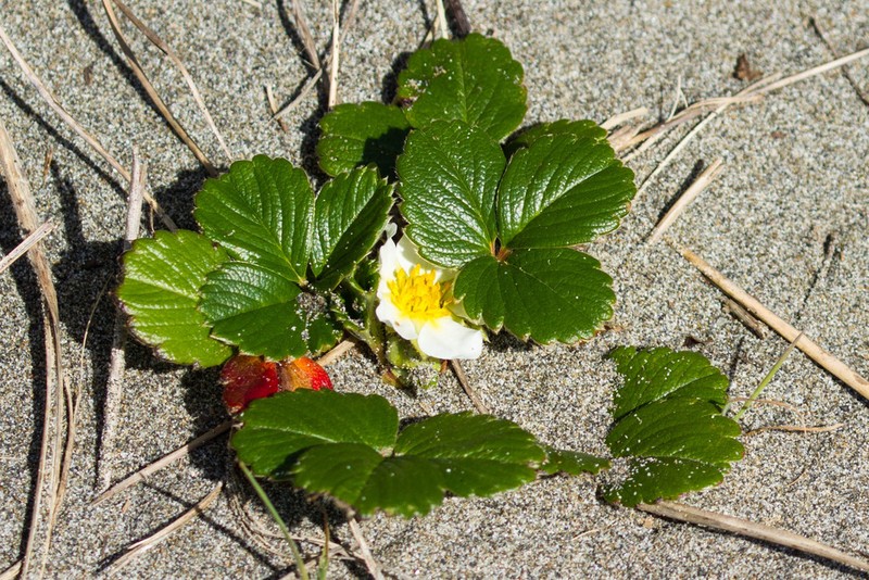 Beach Strawberry photo 4