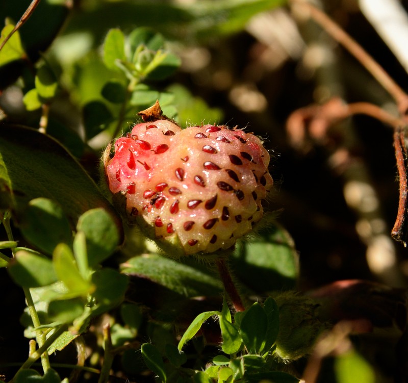Beach Strawberry photo 5