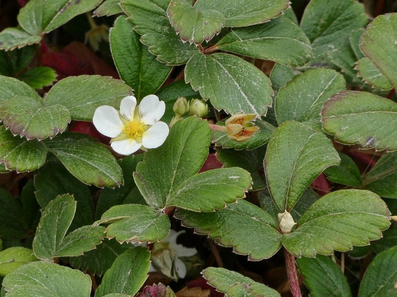 Beach Strawberry photo 6