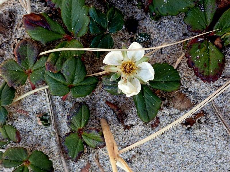 Beach Strawberry photo 7