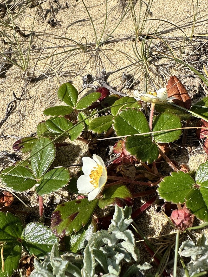 Beach Strawberry photo 8