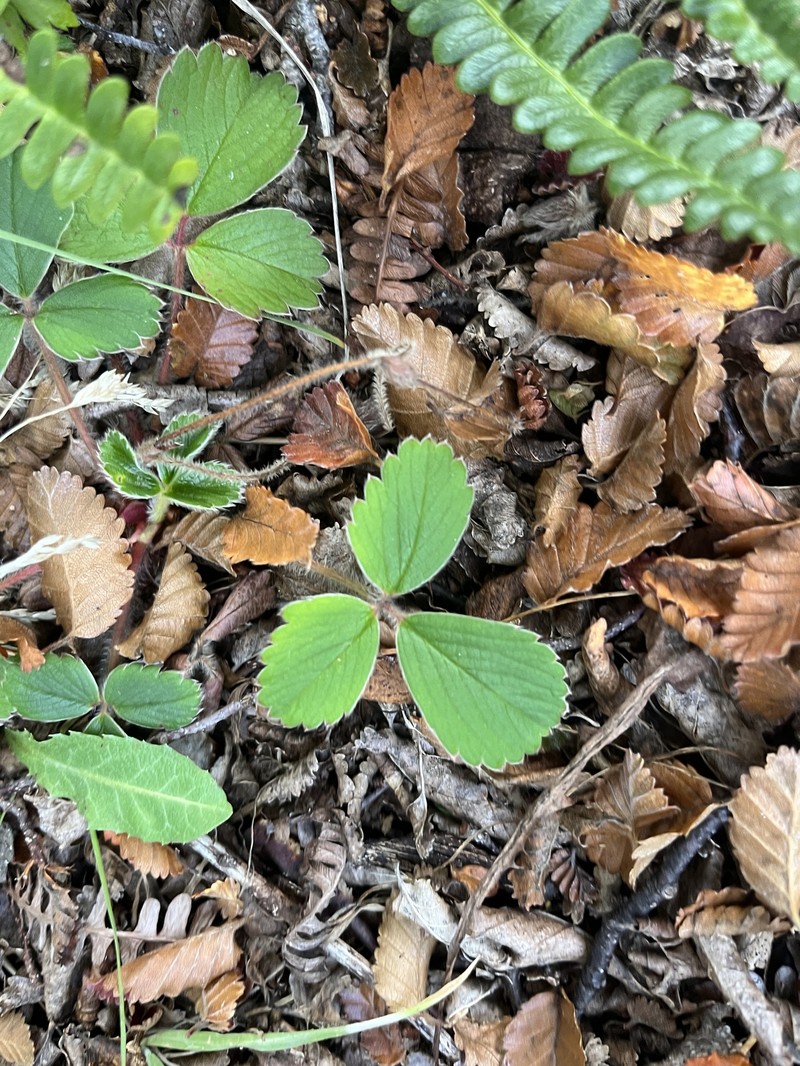 Fragaria chiloensis subsp. chiloensis