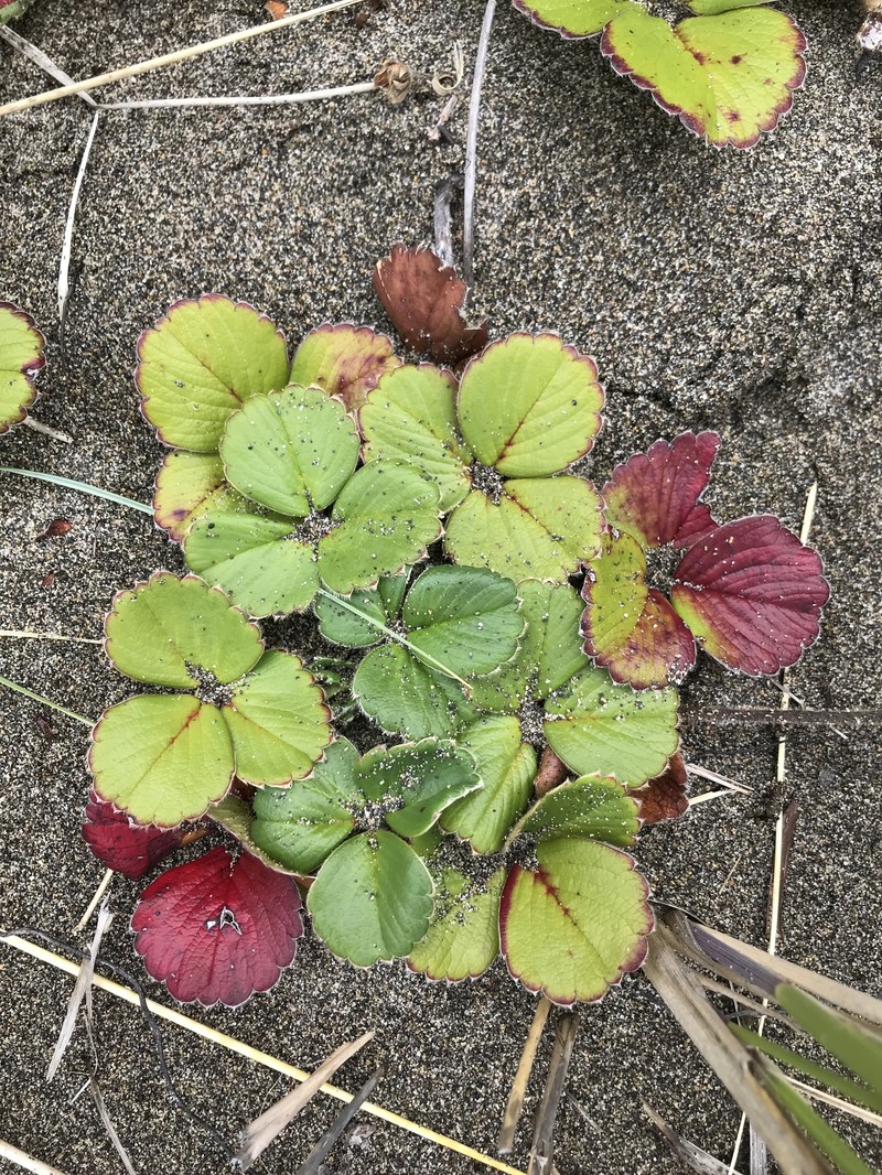Fragaria chiloensis subsp. chiloensis photo 2