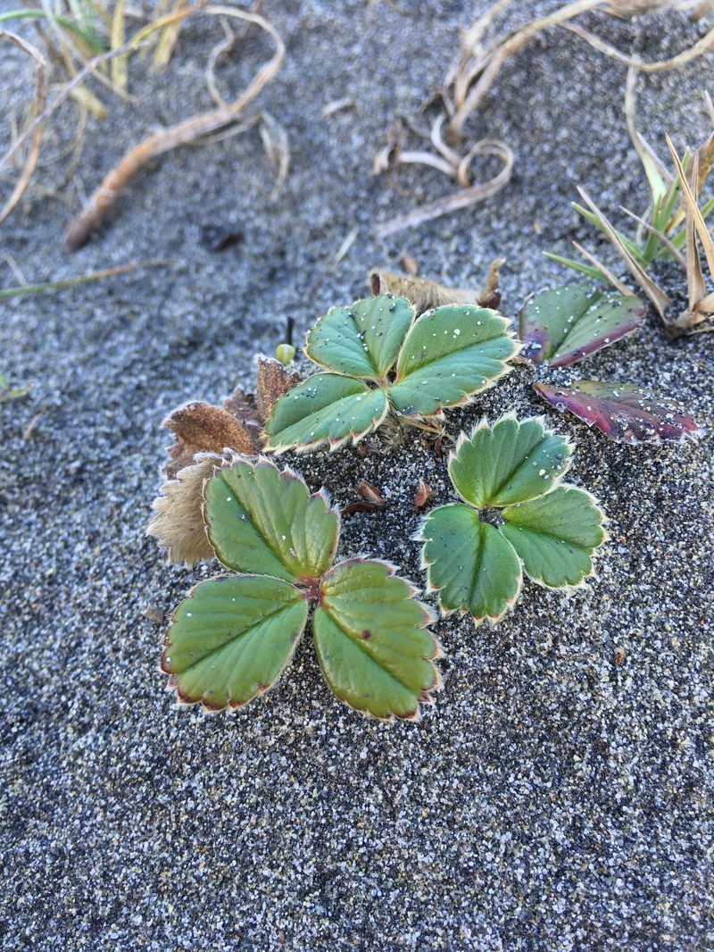 Fragaria chiloensis subsp. chiloensis photo 3