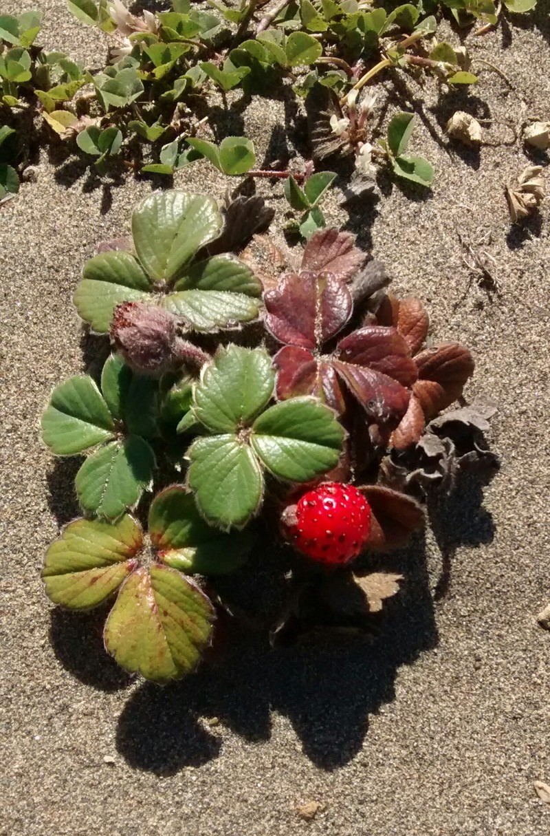 Fragaria chiloensis subsp. chiloensis photo 4