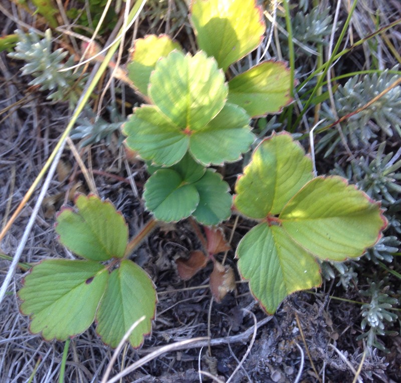 Fragaria chiloensis subsp. chiloensis photo 5