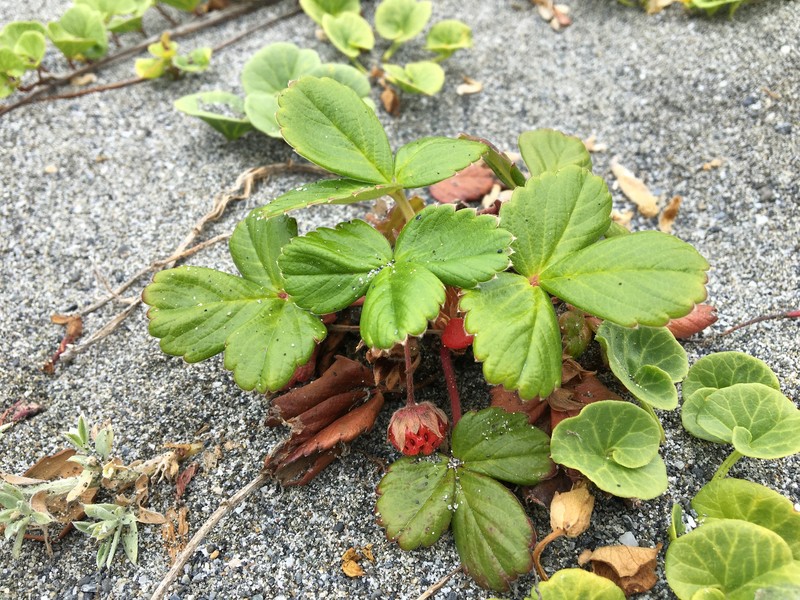 Fragaria chiloensis subsp. lucida