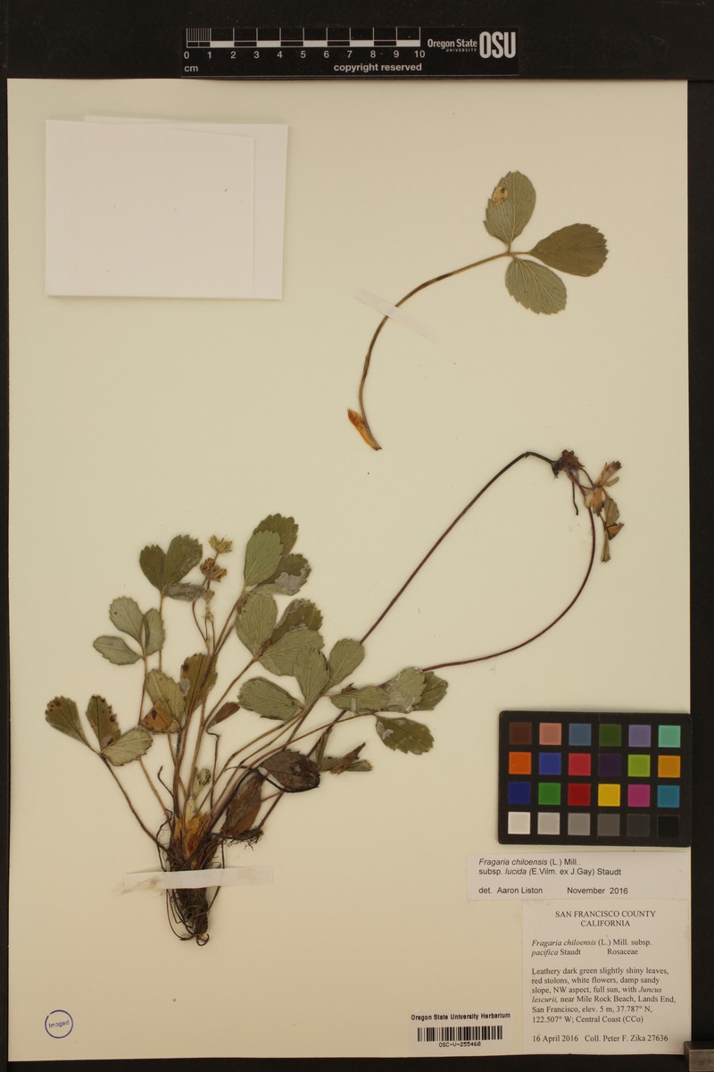 Fragaria chiloensis subsp. lucida photo 2