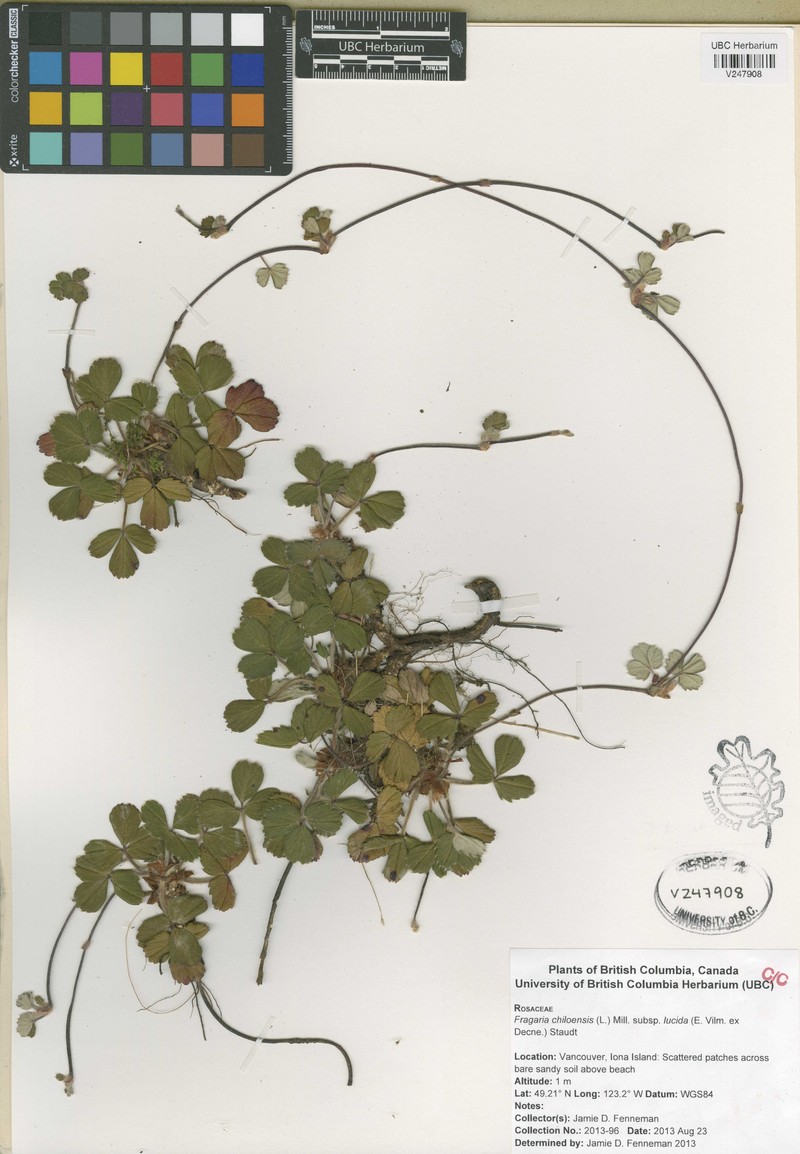 Fragaria chiloensis subsp. lucida photo 3