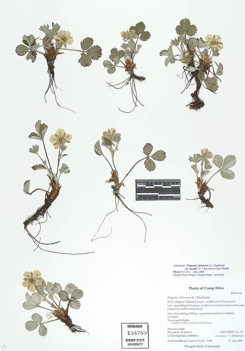 Fragaria chiloensis subsp. lucida photo 4
