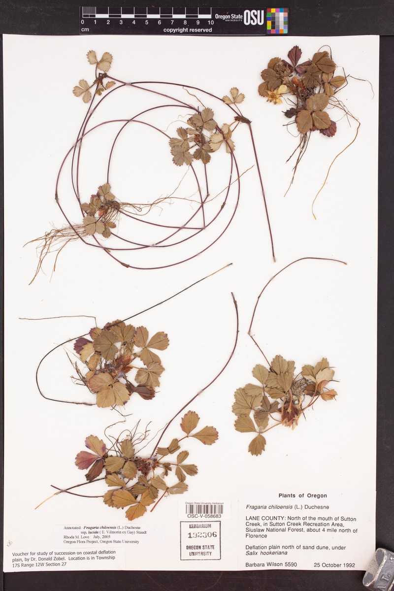 Fragaria chiloensis subsp. lucida photo 5
