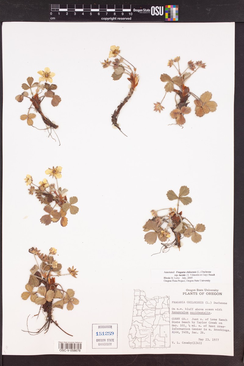 Fragaria chiloensis subsp. lucida photo 6