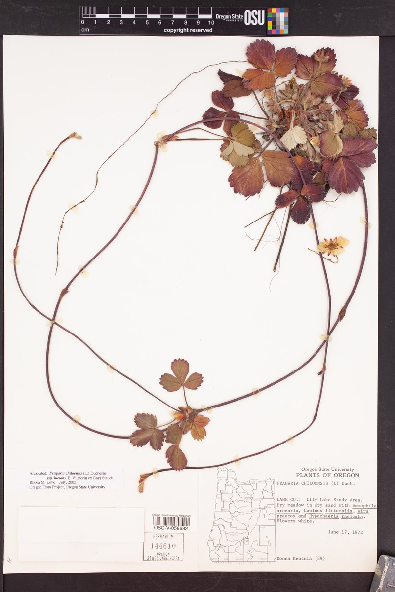 Fragaria chiloensis subsp. lucida photo 7