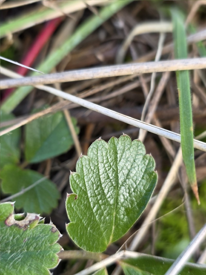 Fragaria chiloensis subsp. pacifica