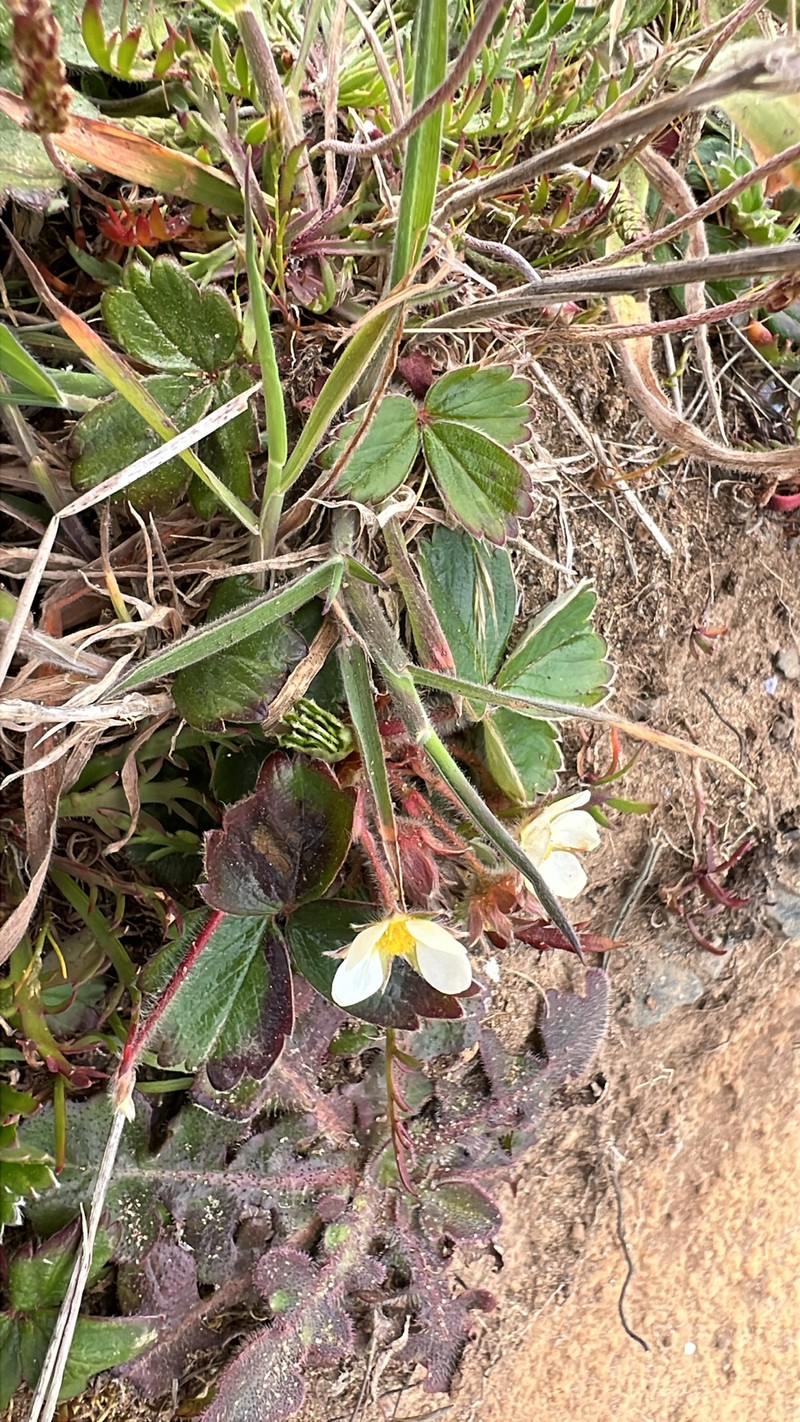 Fragaria chiloensis subsp. pacifica photo 2