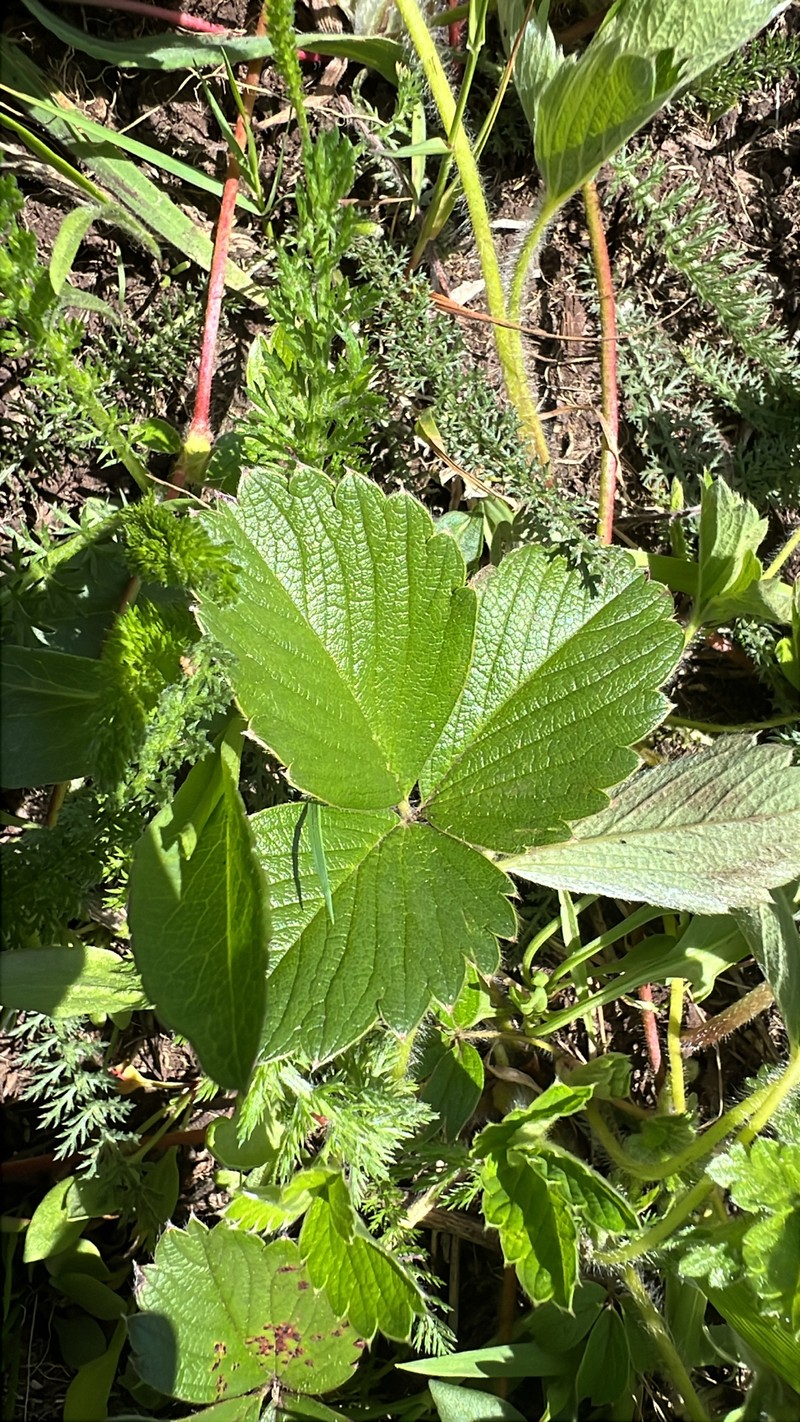 Fragaria chiloensis subsp. pacifica photo 3