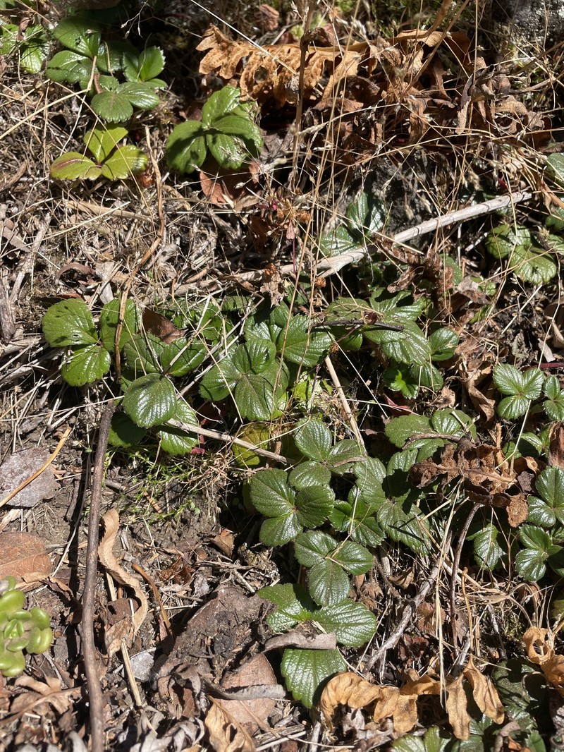 Fragaria chiloensis subsp. pacifica photo 4