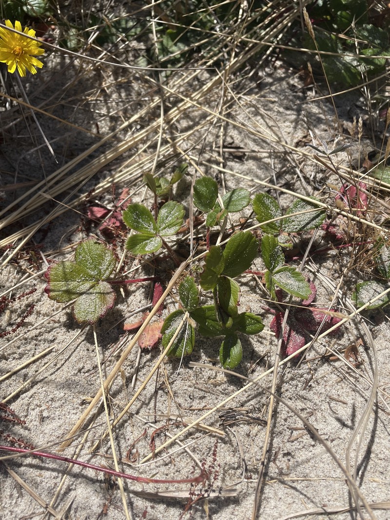 Fragaria chiloensis subsp. pacifica photo 5