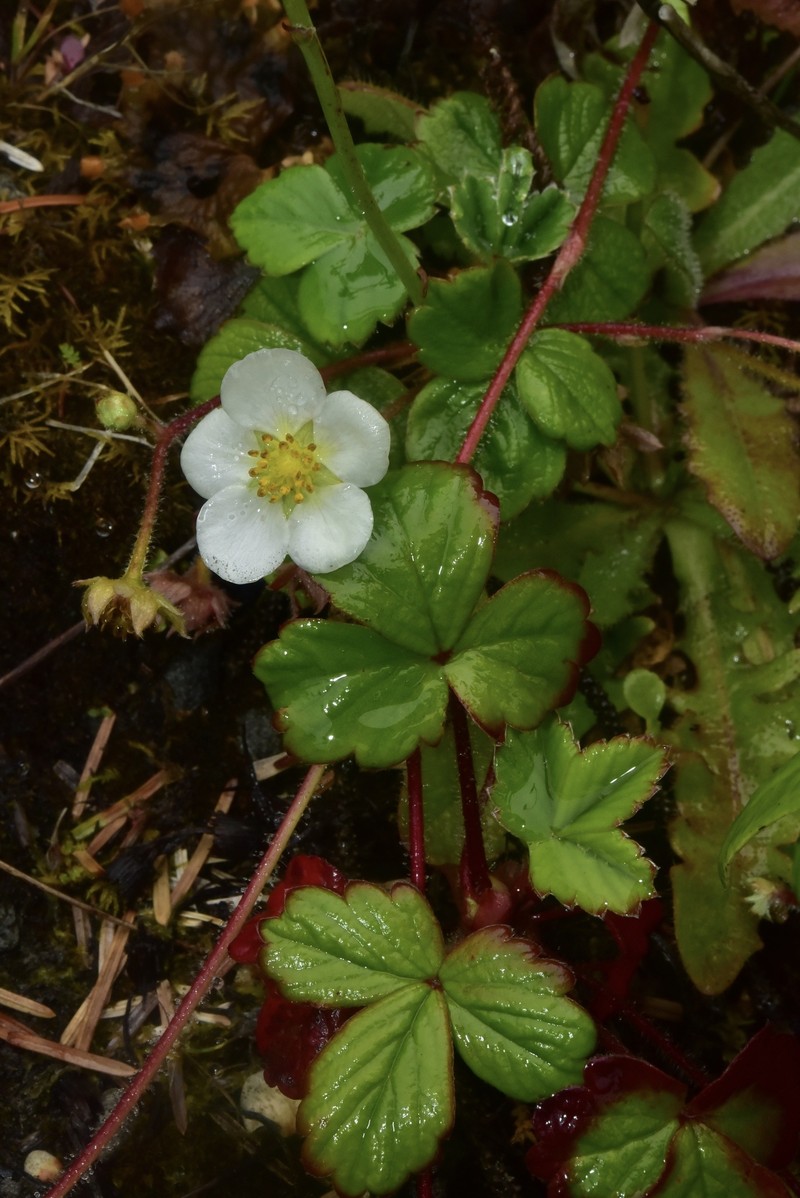 Fragaria chiloensis subsp. pacifica photo 6