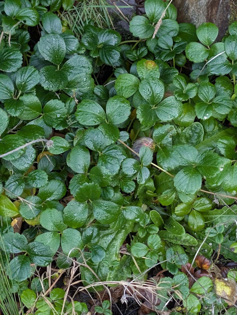 Fragaria chiloensis subsp. pacifica photo 7