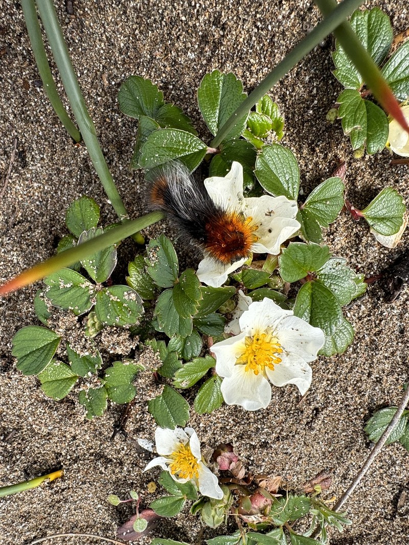 Fragaria chiloensis subsp. pacifica photo 8