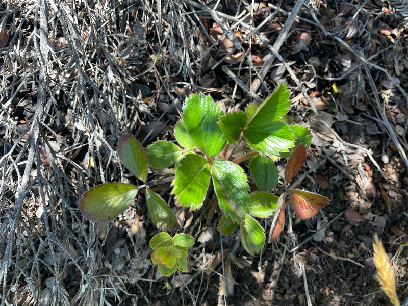 Fragaria chiloensis subsp. sandwicensis