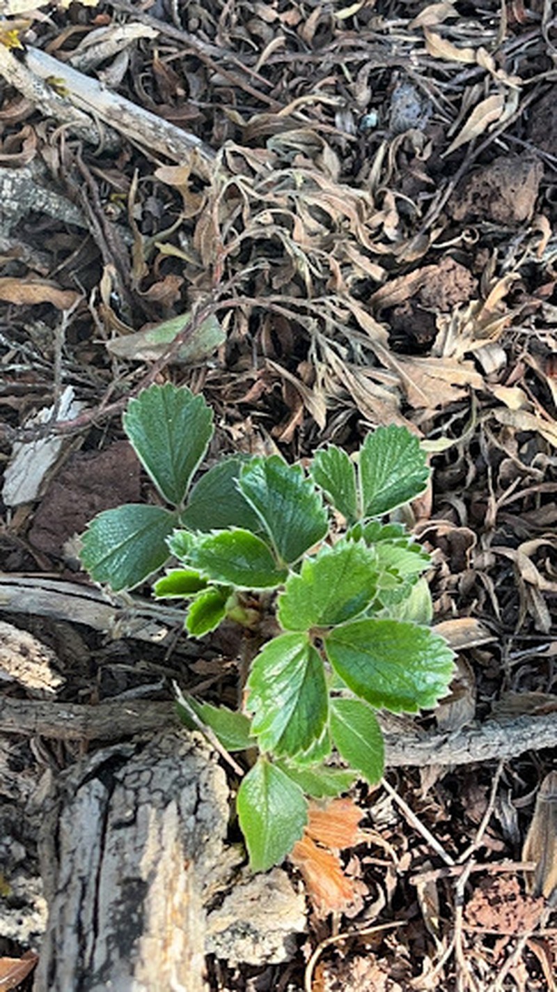Fragaria chiloensis subsp. sandwicensis photo 2