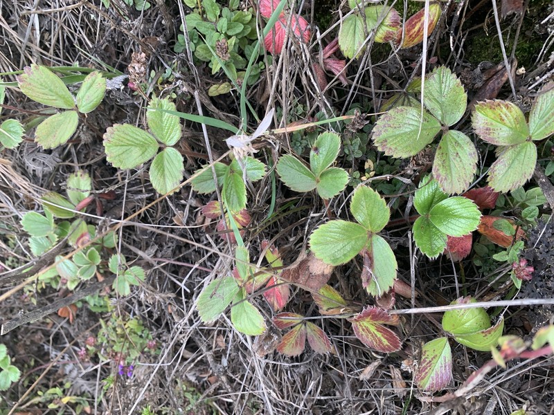 Fragaria chiloensis subsp. sandwicensis photo 3
