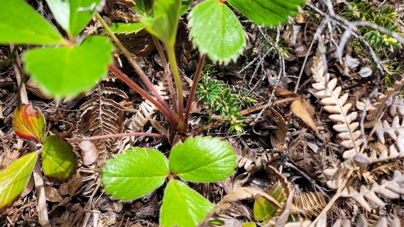 Fragaria chiloensis subsp. sandwicensis photo 4