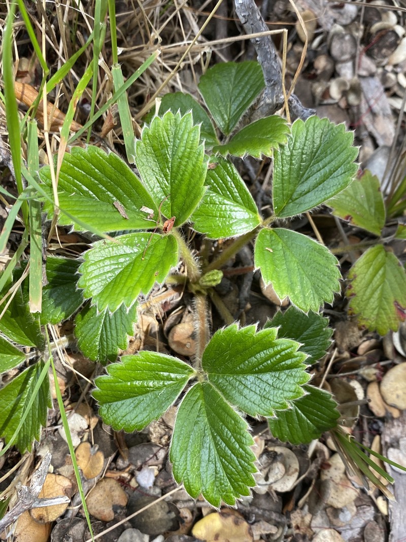 Fragaria chiloensis subsp. sandwicensis photo 5