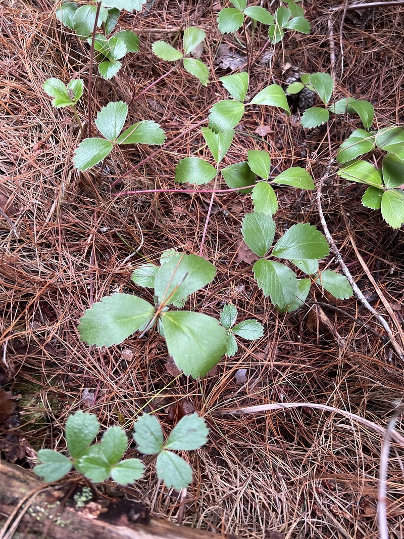 Fragaria chiloensis subsp. sandwicensis photo 6