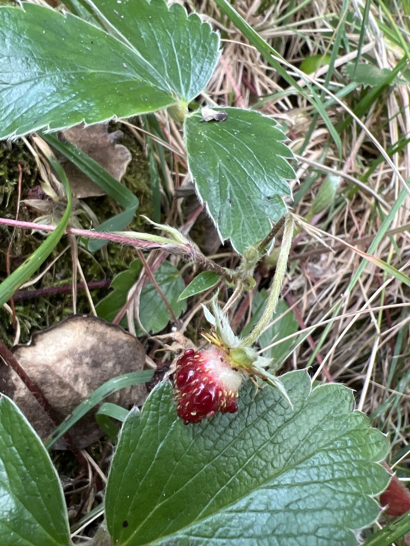 Fragaria chiloensis subsp. sandwicensis photo 7