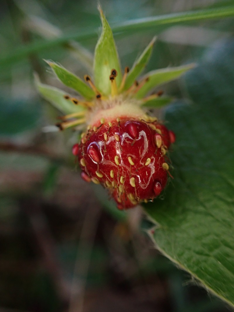 Fragaria chiloensis subsp. sandwicensis photo 8