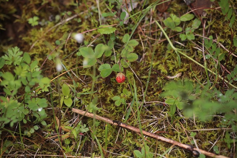 Fragaria chinensis