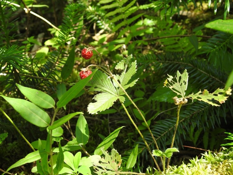 Fragaria chinensis photo 2