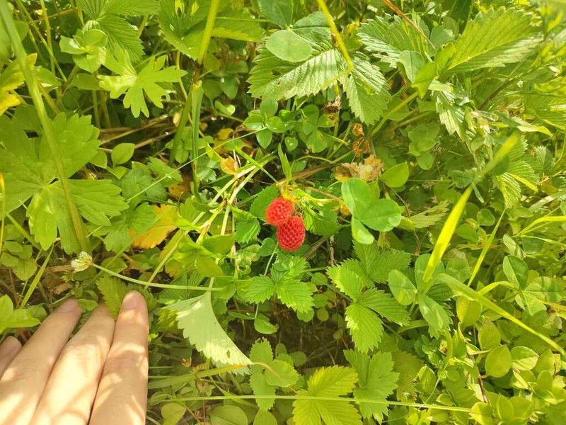 Fragaria chinensis photo 3