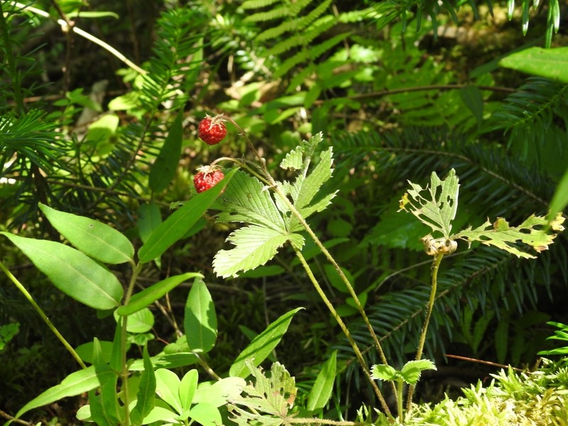Fragaria chinensis photo 4