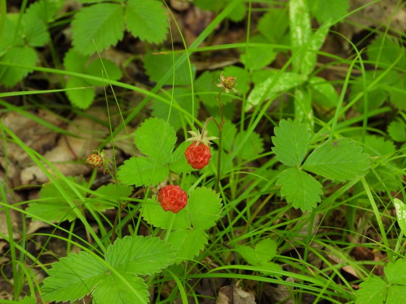 Fragaria corymbosa photo 2