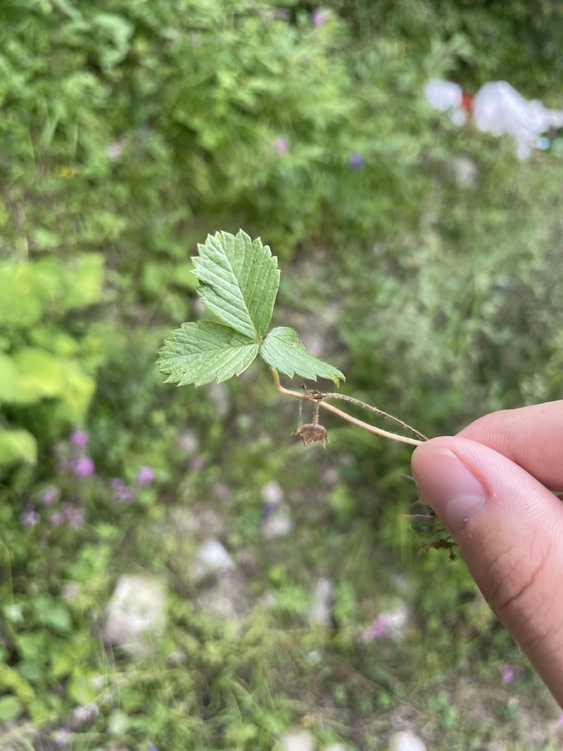 Fragaria corymbosa photo 3