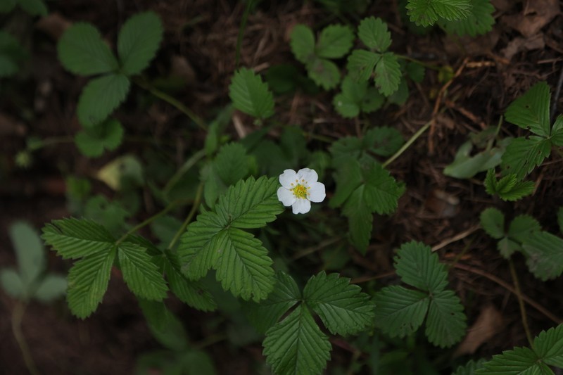 Fragaria corymbosa photo 4