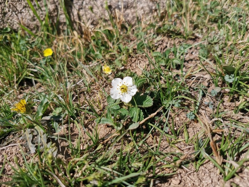 Fragaria corymbosa photo 5