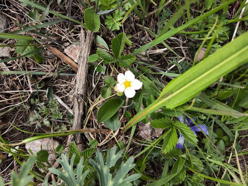 Fragaria corymbosa photo 6
