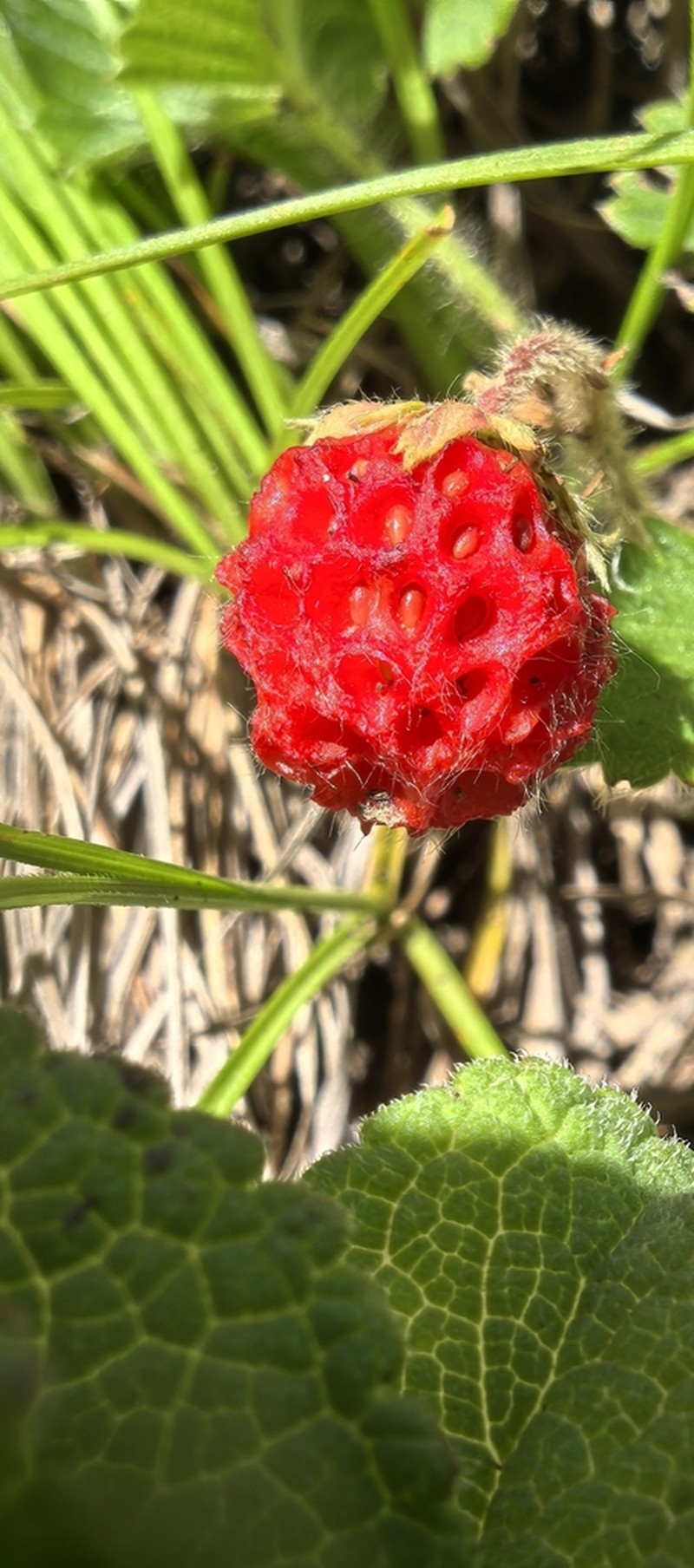 Fragaria corymbosa photo 7
