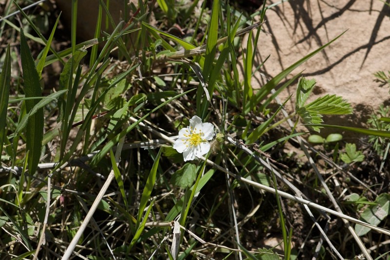 Fragaria corymbosa photo 8