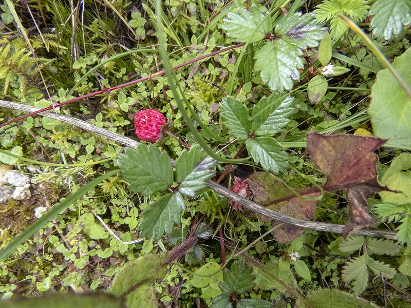 Fragaria daltoniana photo 2