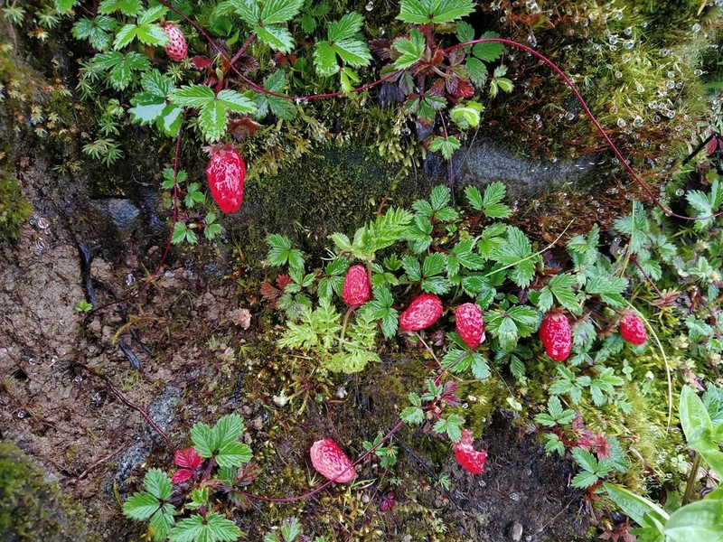 Fragaria daltoniana photo 4
