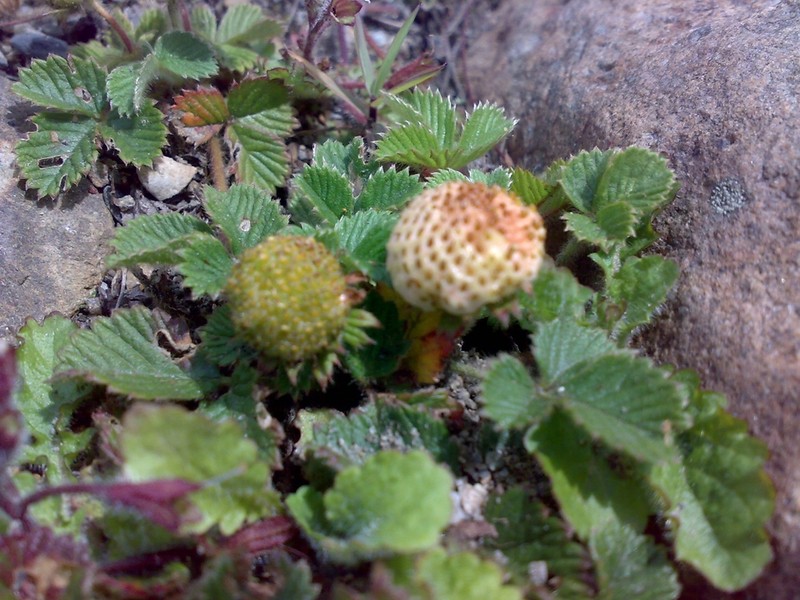 Fragaria daltoniana photo 5