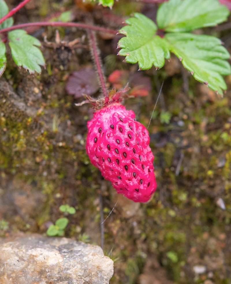Fragaria daltoniana photo 6